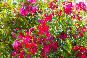 Blooming bougainvillea. Magenta bougainvillea flowers. Bougainvillea flowers as a background.