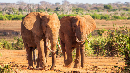 Fototapeta na wymiar Pair of African elephants walking through the savanna