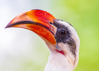 close up of a red billed hornbill