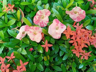 pink flower on a green background