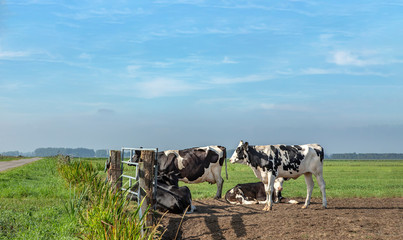 A group of young cows at dusk together waiting for a closed gate in the field