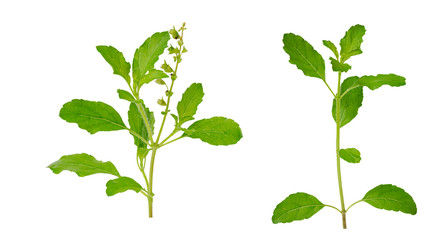 Isolated Holy basil leaves on white background