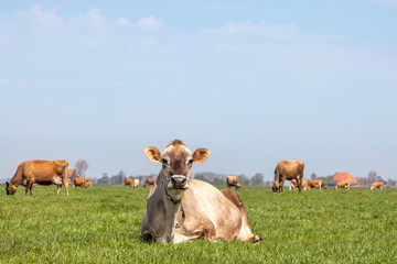 Naklejka na ściany i meble Portrait of a Jersey cow with calm pretty face and black nose, a herd at the horizon in green grass, pale blue sky, peaceful and happy
