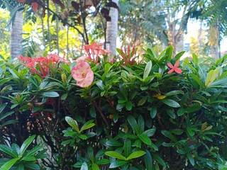 Fototapeta na wymiar pink flower on a green background