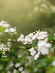 Beautiful blooming Vanhoutte Spirea, Small white flowers in sumptuous clusters. Tree with White Little Blossoms, bright nature background