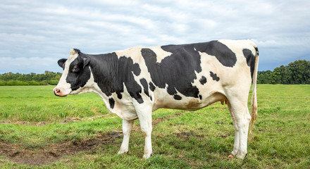 Black mottled cow, friesian holstein, in the Netherlands, standing on green grass in a field, horizon and a blue sky.