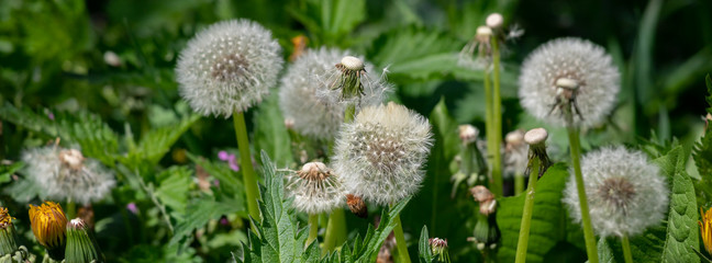  Dandelion flower in green grass.