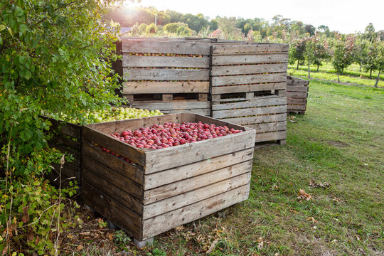 Apple Harvest