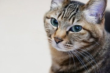 ハンサムなキジトラ猫