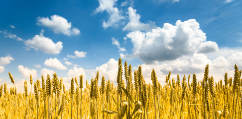 Closeup of golden wheat ears in field in summer season. Countryside farmland crop harvest. Beautiful rural scenic landscape art.