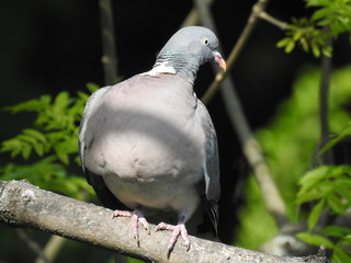 Brust oder Keule - Ringeltaube