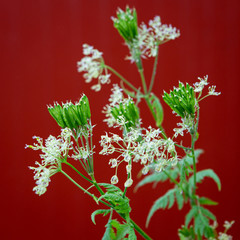 Wild Chervil