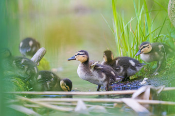 little cute ducklings in their native habitat