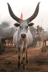 White African cow with huge horns - 347774986