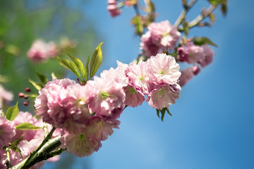 Soft focus Cherry Blossom or Sakura flower on nature background