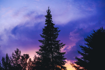 Fototapeta premium Silhouette Of. A Lone Pine Tree At Twilight