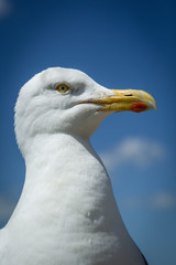 Seagull