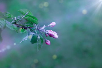 Apple tree branch on a green blurred background with sunlight and bokeh. Spring seasonal background.