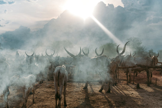Herd of cattle grazing in dust cloud