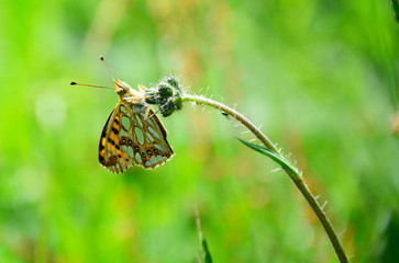 butterfly on a green grass