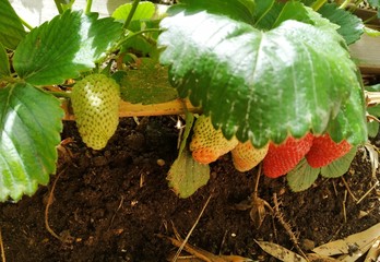 tomato in the garden