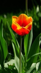 gelb-rote Tulpe, leuchtend bei strahlendem Sonnenschein, Nahaufnahme