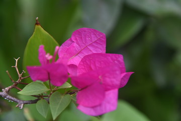 Beauty of nature is so good to see