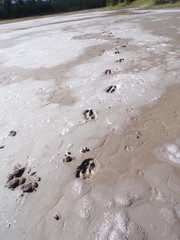 KODAK Digital Still Camera