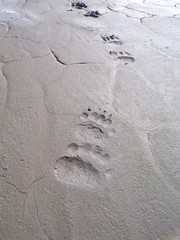 KODAK Digital Still Camera