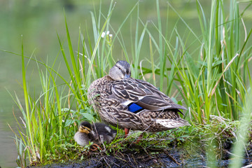 mom duck and little duckling sleep on a bump