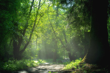 Fototapeta na wymiar Spring green forest with sunbeams and fog