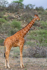 Reticulated giraffe feeding in Samburu National Reserve in Kenya