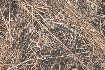 Dry grass after spring work in garden. Selective focus.