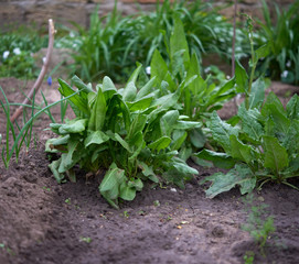 beds with green leaves of sorrel in the garden