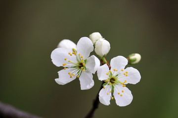 Cherry blossom in spring on green natural background. White flowers on a branch in a garden, soft...