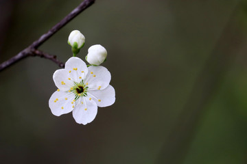 Cherry blossom in spring on green natural background. White flowers on a branch in a garden, soft...