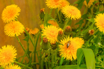 Spring or summer background, Sunny day with flowers and grass. Yellow flowers of dandelions
