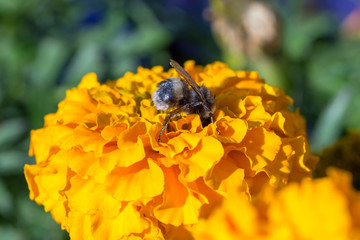 Bumblebee sits on a orange.flower
