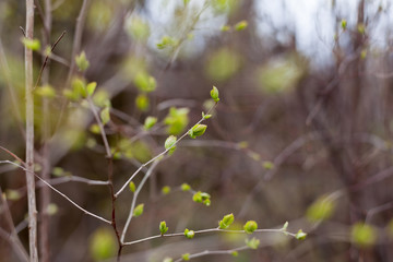 Young leaves blooming in spring