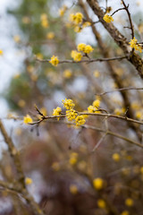 dogwood branches with yellow flowers