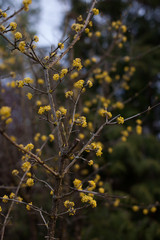 Flowers of cornelian on brown branches