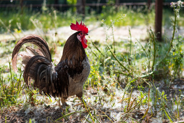 Free-range rooster standing in profile in a sustainable farm