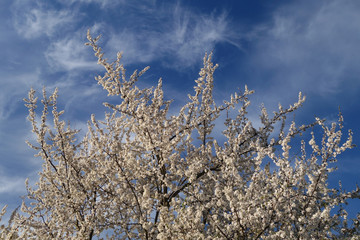 Fruit tree in blossom against blue sky.