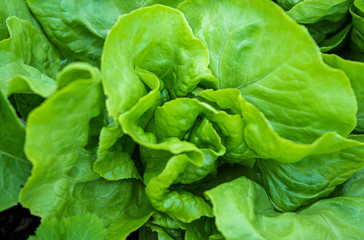 Lettuce growing in a greenhouse