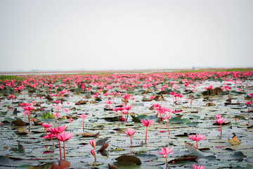 Wonderful nature landscape red pink lotus (water lily) flower lake sea in the morning, beautiful and famous tourist attractive landscape of Kumphawapi, Udon Thani, Thailand.