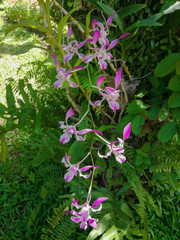Obraz premium pink flowers in the garden