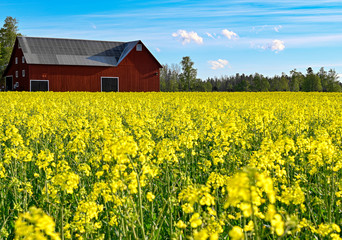 red barn near rapeseed field in Sweden