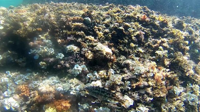 Underwater landscape with exoctic fish.