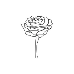 Rose flower continuous line on with background