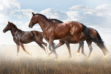 a small herd of horses runs along the steppe